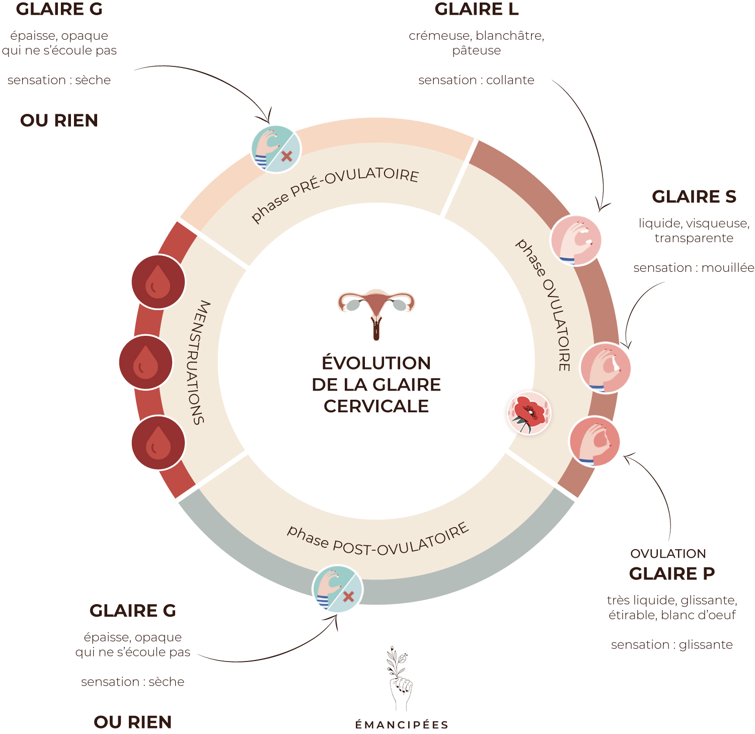 Glaire Cervicale Grossesse Tout Comprendre En Minutes