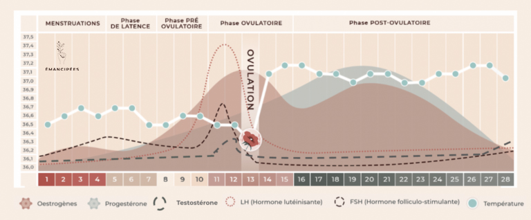 courbe des hormones féminines durant le cycle, avec la testostérone