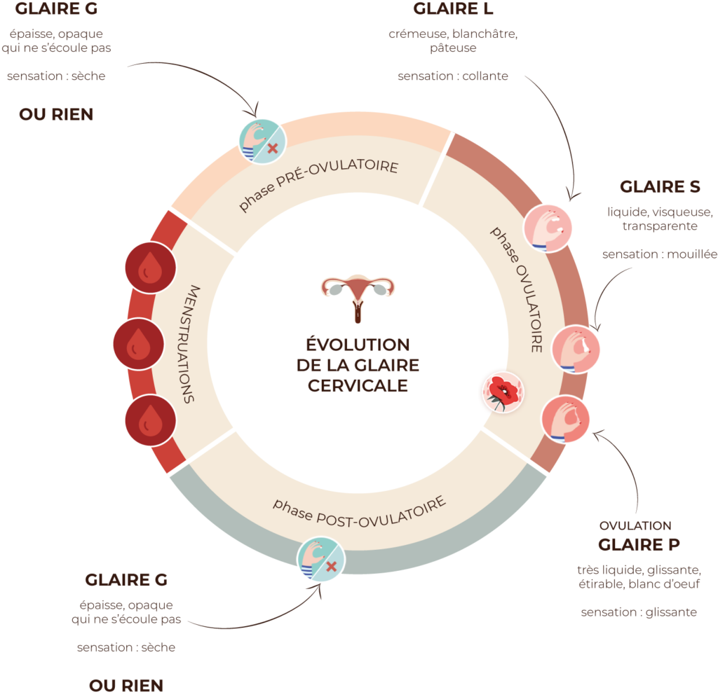 Comment Améliorer Sa Glaire Cervicale Le Guide Complet