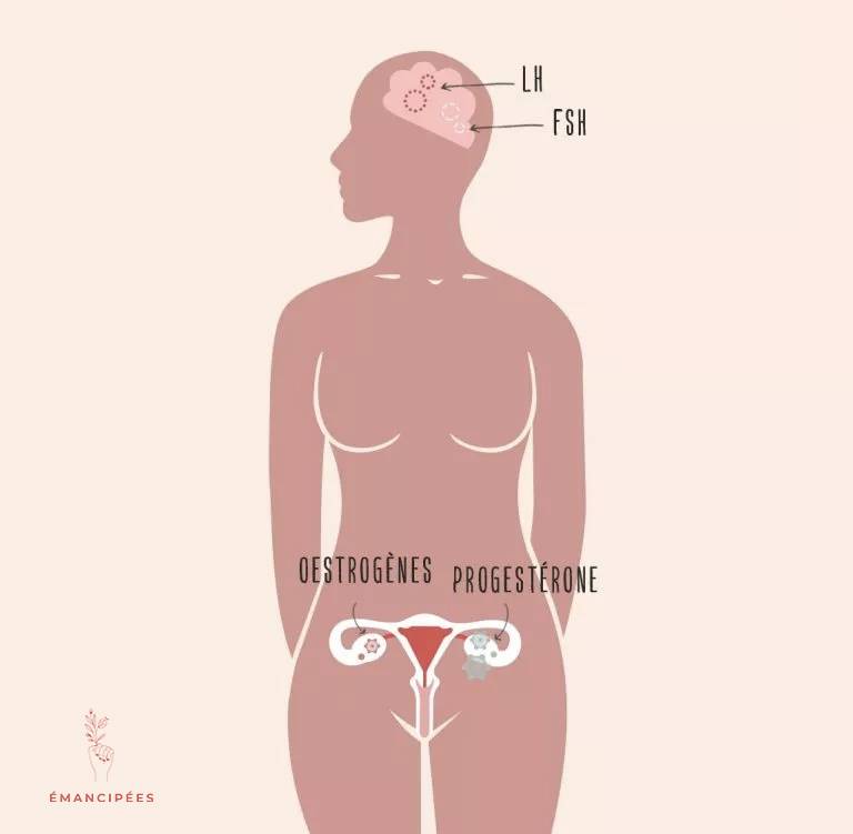 hormones du cycle féminin