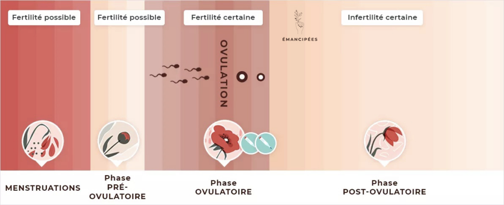 fenêtre fertilité femme