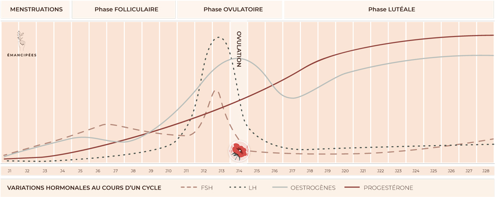 La sécrétion de progestérone en cas de grossesse