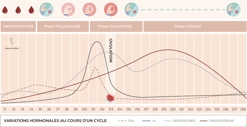 progestérone en phase post-ovulatoire