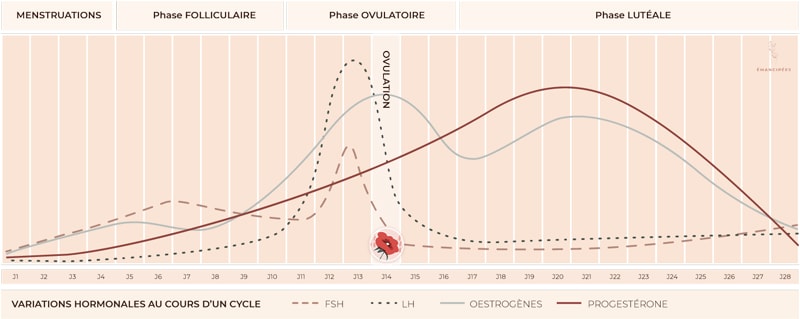 progesterone au cours du cycle menstruel