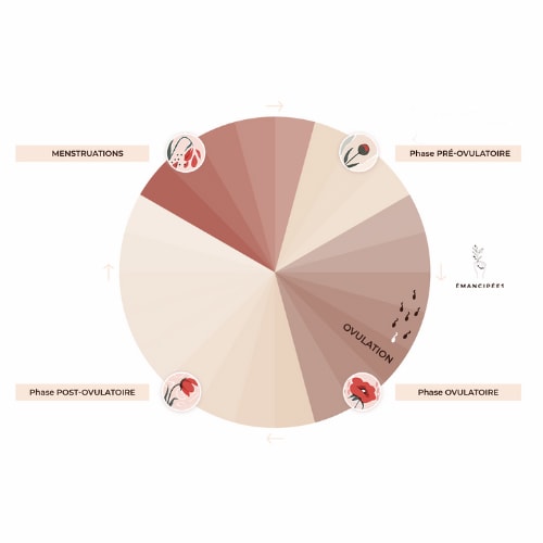 phases du cycle menstruel