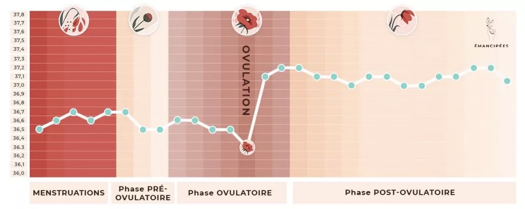 température ovulation