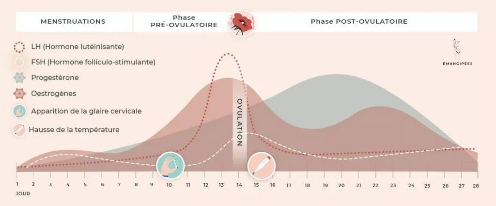 hormones phases du cycle menstruel