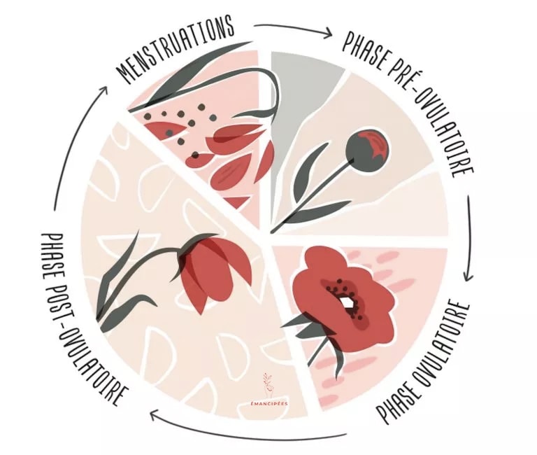 phases cycle menstruel