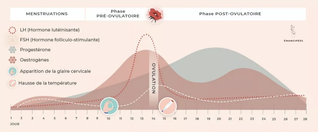 phases cycle menstruel