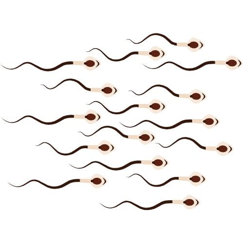 spermatozoïdes