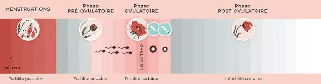 fenêtre de fertilité femme