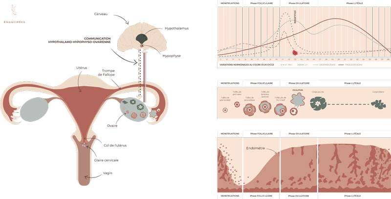 dialogue hormonal ovulation