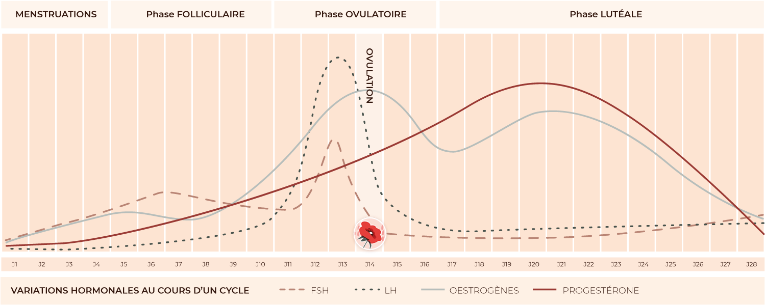 variations hormonales cycle menstruel