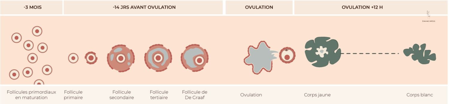 maturation follicules ovariens