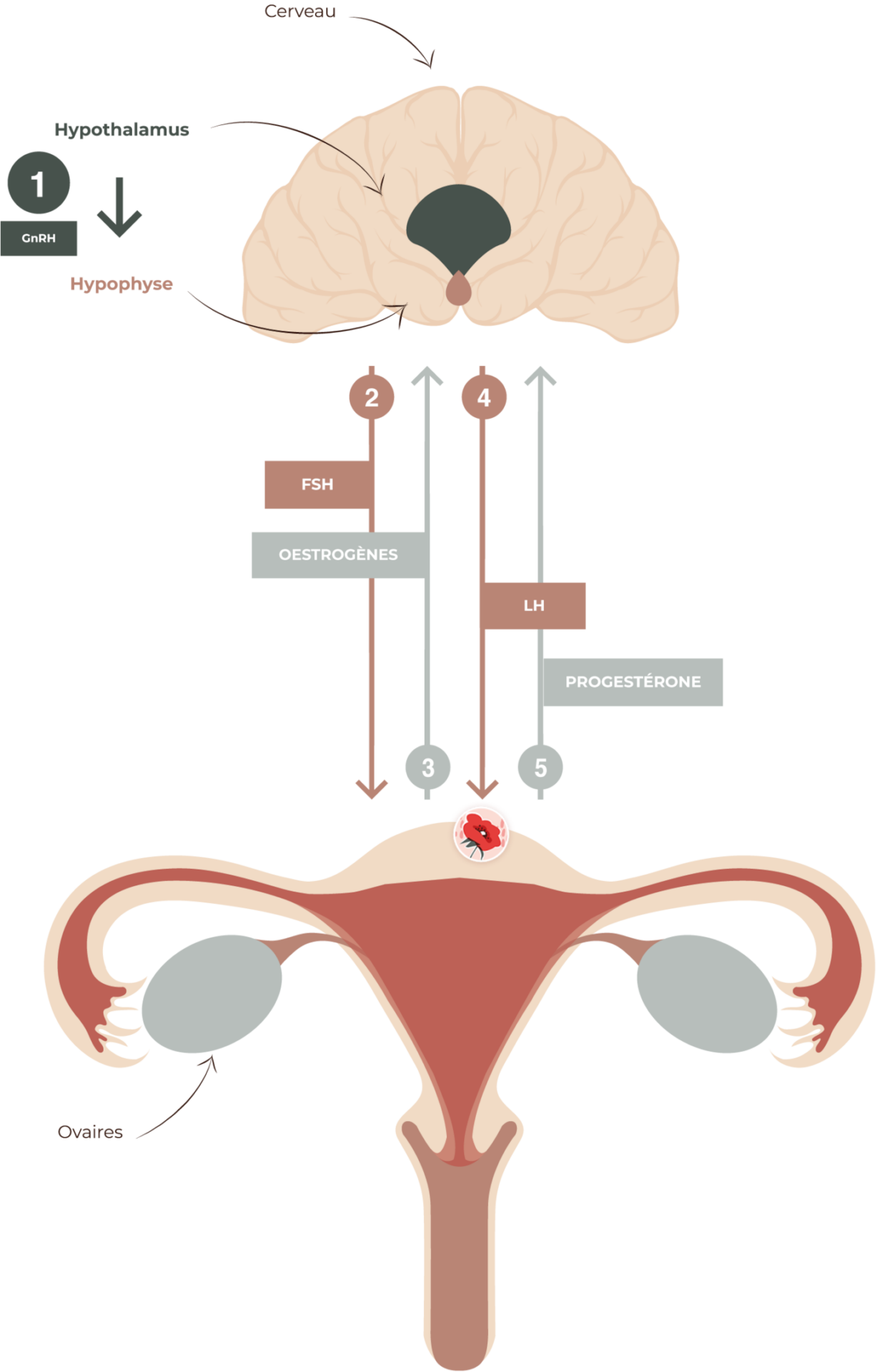 hormones femme cerveau ovaires