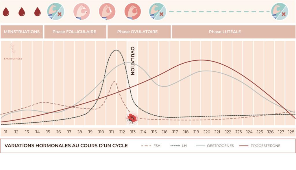 fluctuations oestrogènes cycle