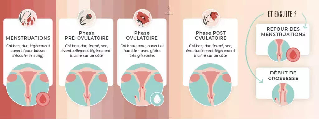 évolution col de l'utérus cycle menstruel